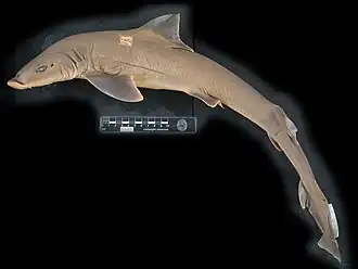 Description de l'image Mustelus punctulatus Risso, 1827 583413867.jpg.