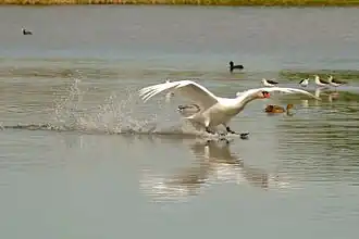 Atterrissage sur un plan d'eau