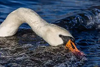 Cherchant de la nourriture dans les vagues.