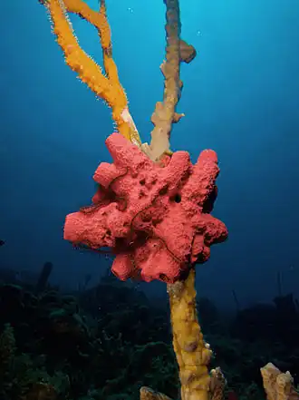 Description de cette image, également commentée ci-après