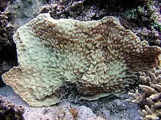 Mycedium elephantotus