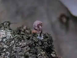 Byssus