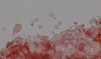 Basides et spores