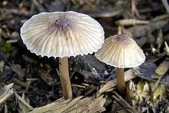 Cuticule pectinée et marge cannelée(Mycena rubromarginata)
