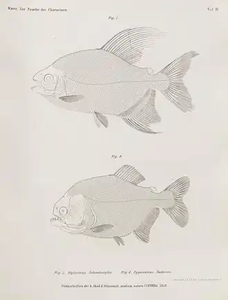 Description de l'image Mylesinus Schomburgkii Pygocentrus nattereri.jpg.