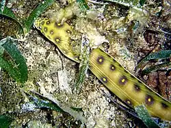 Myrichthys ocellatus