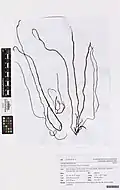 Myriogloea intestinalis, planche de l'herbier du Musée du mémorial de guerre d'Auckland.