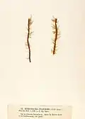 Myriotrichia claviformis (sur Scytosiphon lomentaria), planche de l'herbier des frères Crouan (Pierre-Louis et Hippolyte-Marie).