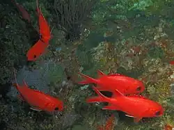 Un groupe de poissons-soldats bordés de blanc (Myripristis vittata)