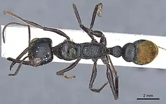 Description de l'image Myrmecia Mandibularis 022013 casent0902808 d 1 high.jpg.
