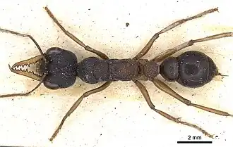 Description de l'image Myrmecia Occidentalis casent0902803 d 1 high.jpg.