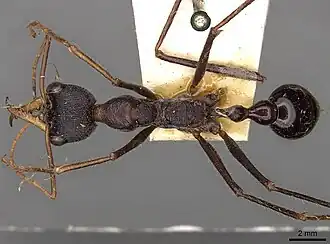 Description de l'image Myrmecia arnoldi 082014 casent0914017 d 1 high.jpg.