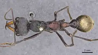 Description de l'image Myrmecia athertonensis 10092013 casent0907075 d 1 high.jpg.