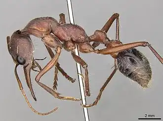 Description de l'image Myrmecia comata 082014 casent0914016 p 1 high.jpg.