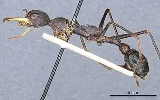 Description de l'image Myrmecia rufinodis 032013 casent0903787 p 1 high.jpg.