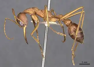 Description de l'image Myrmecia vindex 102013 casent0907095 p 1 high.jpg.