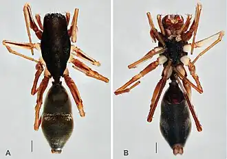 Description de l'image Myrmecotypus mazaxoides (10.3897-zse.97.64766) Figure 5.jpg.