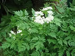 Cerfeuil musqué (Myrrhis odorata)