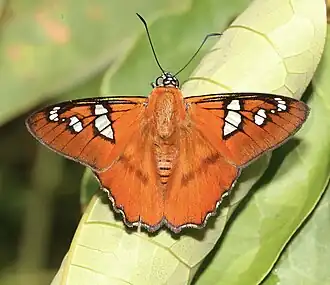 Description de cette image, également commentée ci-après