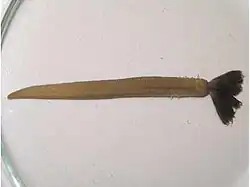 Myxicola infundibulum.