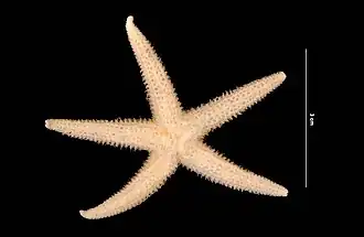 Myxoderma platyacanthum