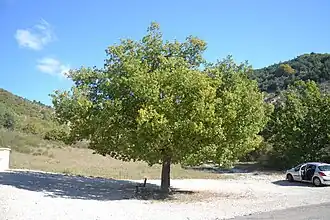 Tilleul des Baronnies