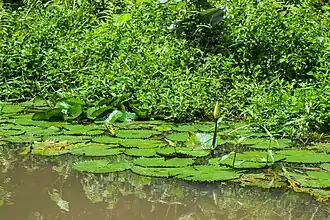 Nénuphars (Nymphaea lotus).