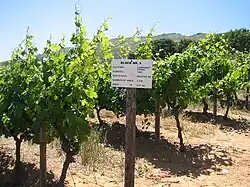 Vignoble zoné avec indication de cultivar.