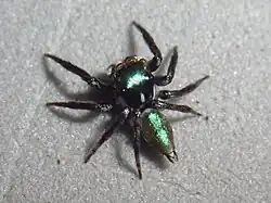 Description de l'image NA14-0390 Chapoda recondita male.jpg.