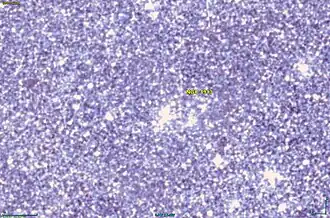 Image illustrative de l’article NGC 1913