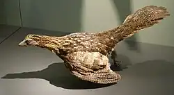 Image illustrative de l’article The Origin of Birds