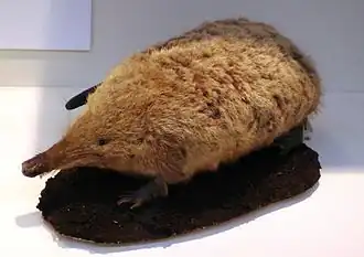 Spécimen naturalisé, muséum de Londres.