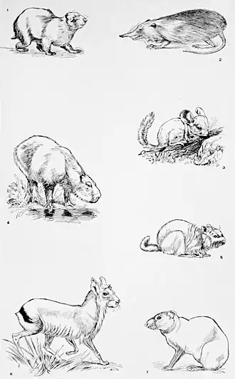 Description de l'image NIE 1905 Cavy - Cavies etc.jpg.