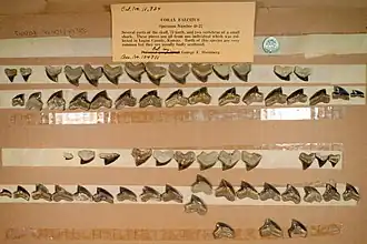 Dents fossiles de S. falcatus provenant du Kansas.