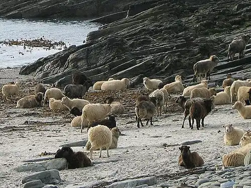 Un troupeau de moutons North Ronaldsay sur la plage.