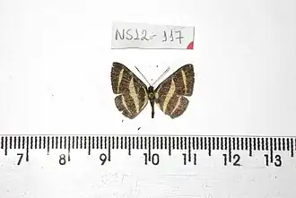 Description de l'image NS0117 Baeotis hisbon (16321843416).jpg.