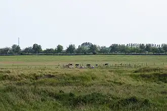 Troupeau de Liebenthaler au NSG Falkenberger Rieselfelder en 2015