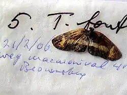 Description de l'image NW148-5 Telenassa fontus (3430868441).jpg.