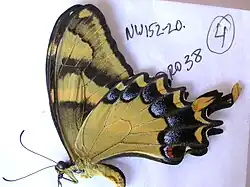 Papilio machaonides, ailes repliées