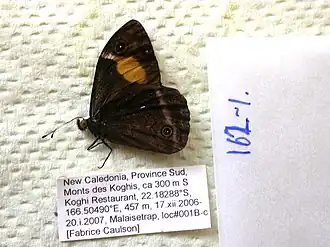 Description de l'image NW162-1 Paratisiphone lyrnessa (3431803928).jpg.