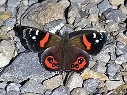 Un Kahukura