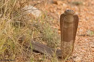 Description de l'image N ashei.jpg.