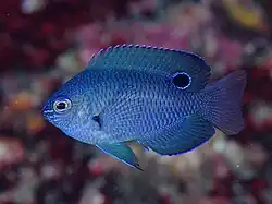 Pomacentrus nagasakiensis