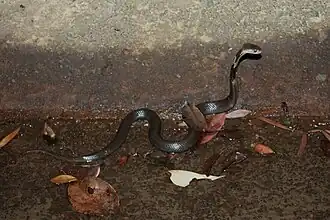 Description de l'image Naja atra (01).jpg.