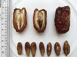 Dattes mejhoul cultivées en Namibie.