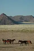 Namibie Chevaux