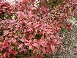 Variété à feuillage coloré.