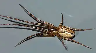 Description de l'image Nanometa lagenifera.jpg.