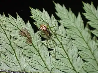 Description de l'image Nanometa purpurapunctata 106538462.jpg.