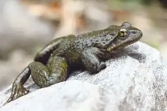 Description de l'image Nanorana liebigii (dorsolateral view) from Manaslu Conservation Area, Nepal.jpg.